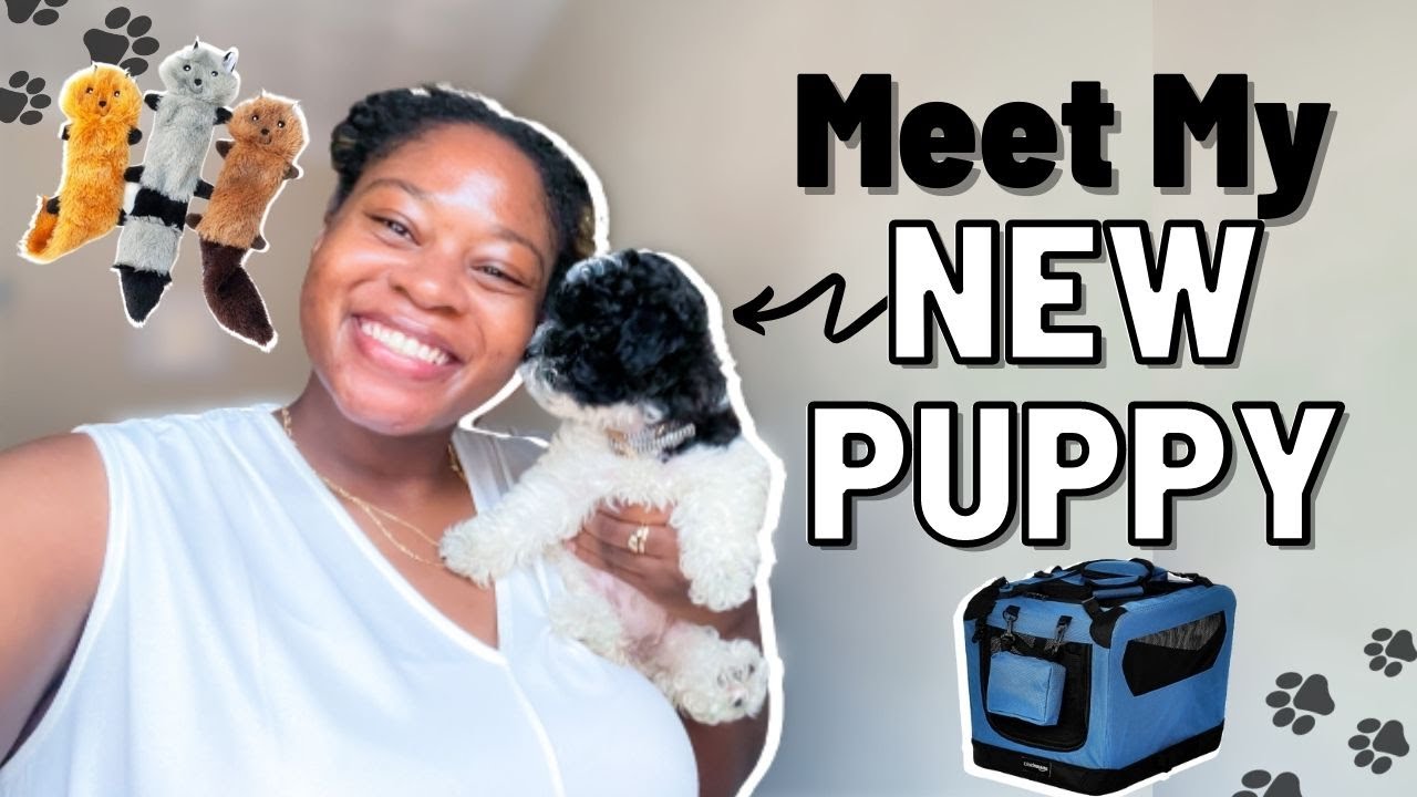 MEET MY NEW PUPPY! 🐾 Everything I got for my new puppy + First 24 hours with a new puppy [Shih Poo]