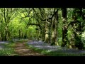 8 Hr Nature Sounds Woodland Birds Chripping-Relaxing Meditation-Birdsong-Birds Singing-Forest Sounds