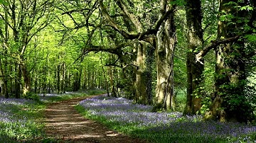 8 Hours Nature Sounds Woodland Birds Chirping-Relaxing Spring Birdsong Ambience-Forest Birds Singing
