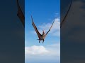 Pteranodon The Non Dinosaur Giant#documentary #history