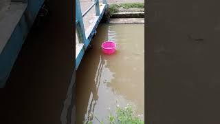 Tolong?!!! Ambilin bak mamah molly hanyut!... #trendingshorts #funny