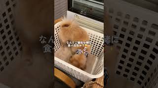 ワンコロと行く1泊2日軽井沢旅