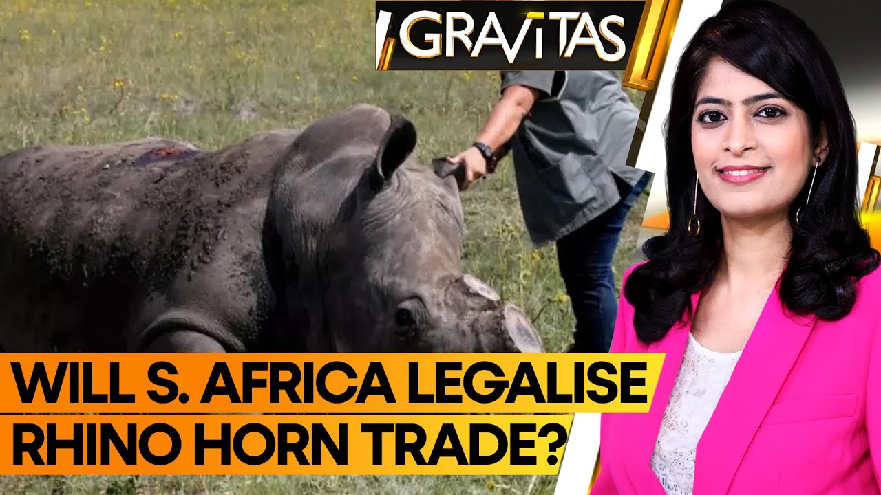 Gravitas: South Africa’s new tourism plan has conservationists worried | Rhino horn for tourists?