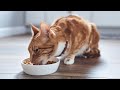 Как правильно отучить кота от корма и приучить к нормальной еде