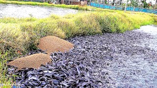 Nutrition and Feeding of requirements for Pond Raised Hybrid Catfish