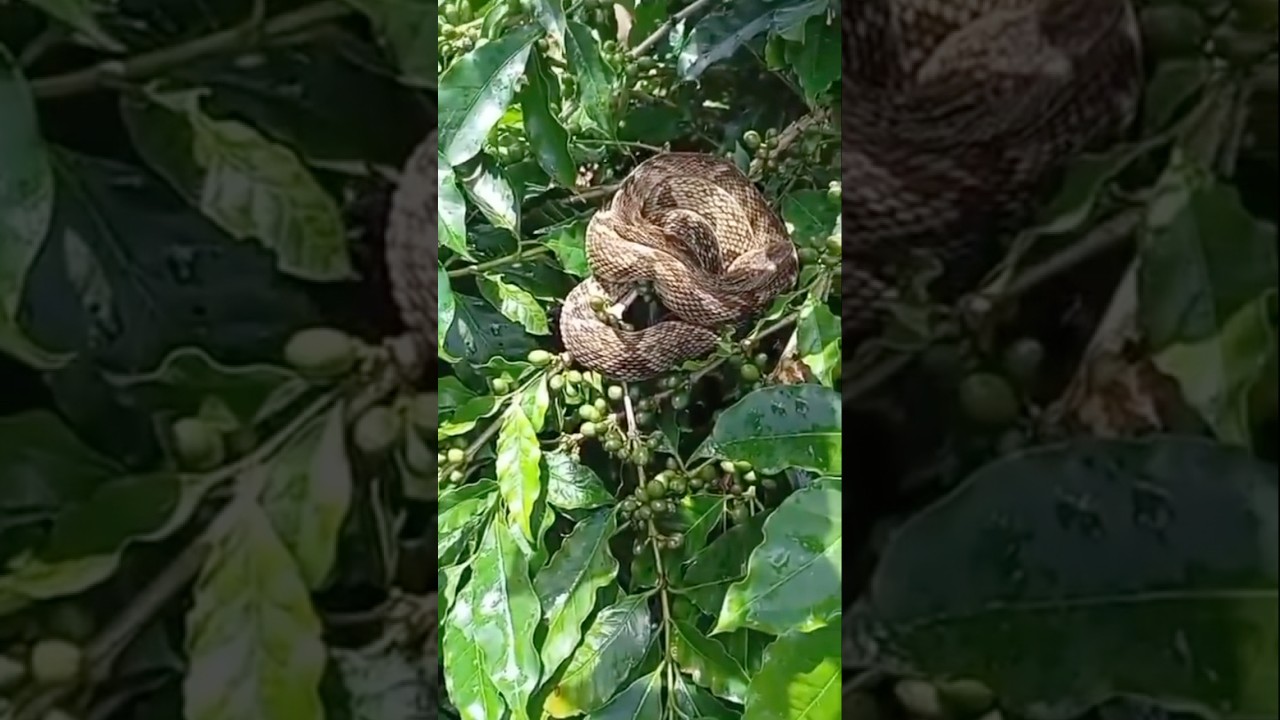 Viraliza ⚠️Cobra no café