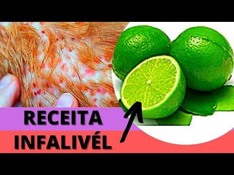 Vídeo: Como tratar a perda de cabelo e coceira em cães devido a levedura hiperativa