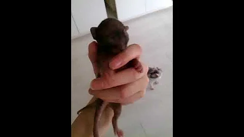 Video 8575371: cornish rex cat, cornish rex baby