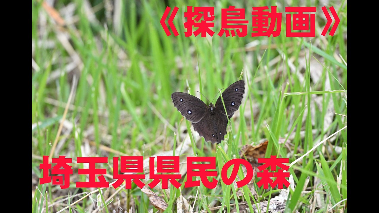 Birdwatching Video: Is it the Summer Slump? Saitama Prefectural