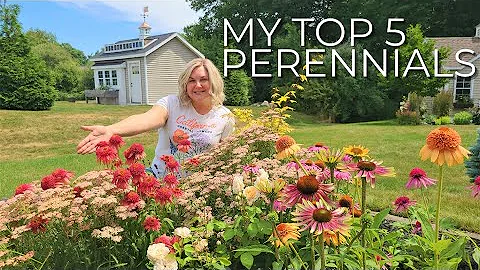 My Top 5 Longest Blooming Perennials for Sun and a BONUS! Perrenials - DayDayNews