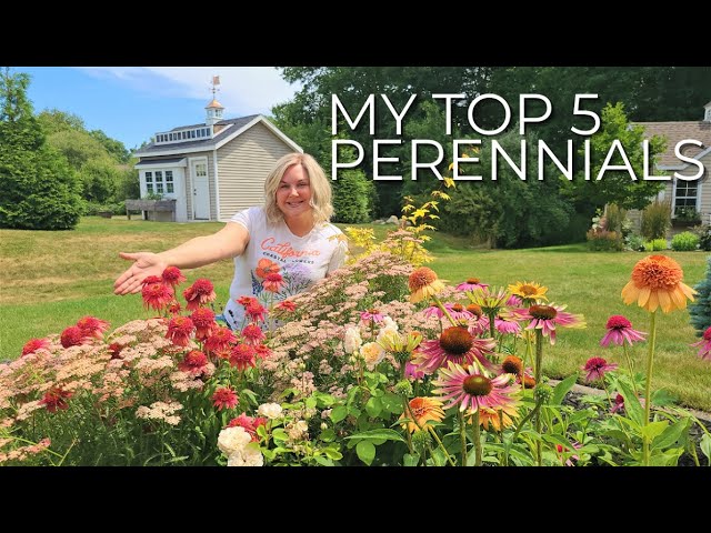My Top 5 Longest Blooming Perennials for Sun and a BONUS! Perrenials class=