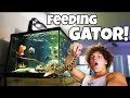 Feeding alligator to my monster fish aquarium