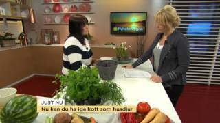Nu kan du ha igelkott som husdjur - Nyhetsmorgon (TV4)