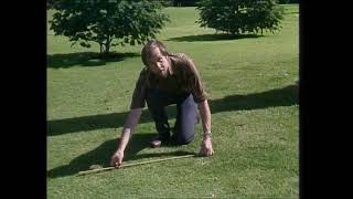How tall is a tree?