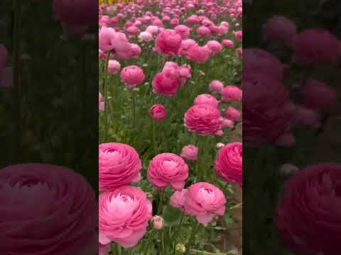 Persian buttercup plants.|#shorts