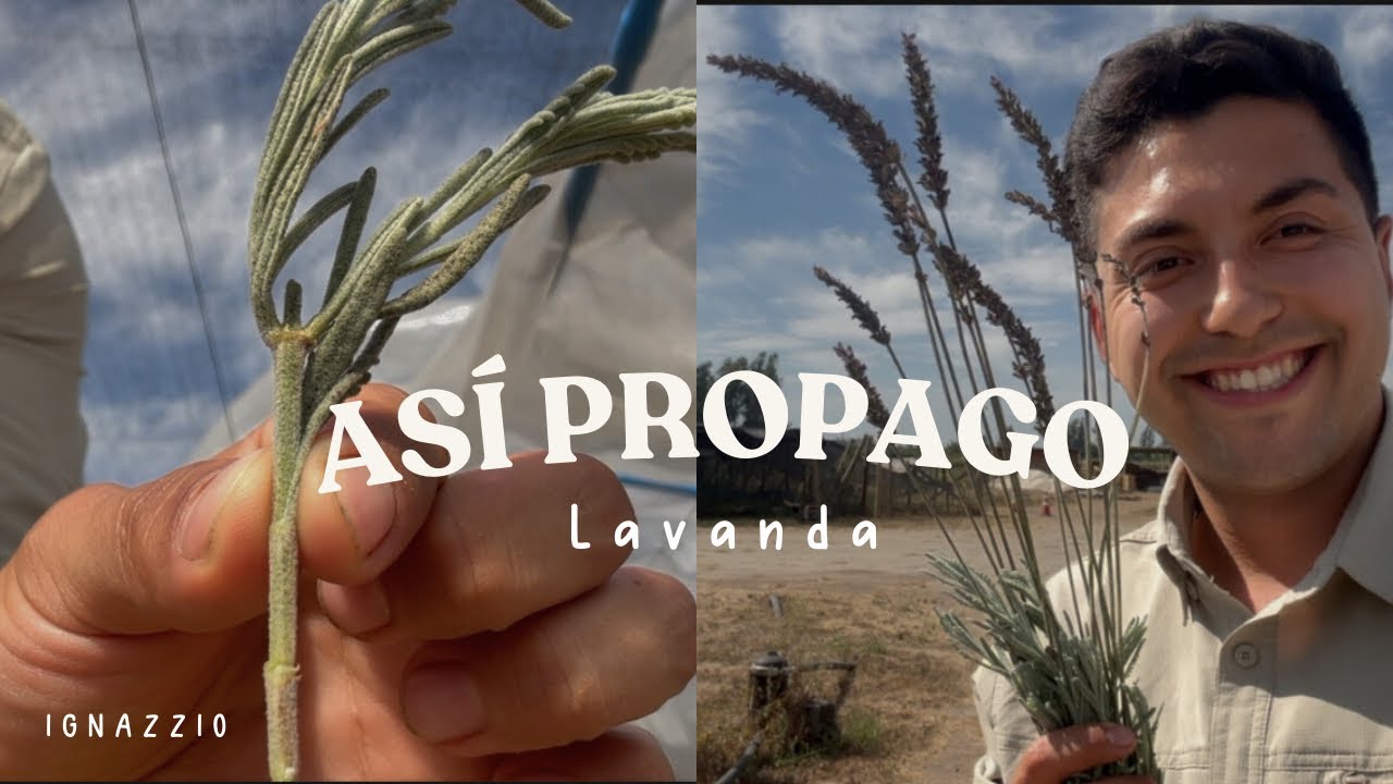 Así PROPAGO LAVANDA 🪻: esquejes, sustrato y claves para que ENRAICE 🌱