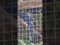 Guacamayo azul - zoo de Jerez