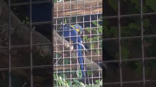 Guacamayo azul - zoo de Jerez