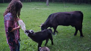 Highland Cow Loves Her Calf... But There Was One Problem | Part 2 of Highland Calf's 1st Days