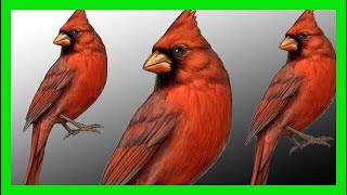 Northern Cardinal Song, Sound, Voice, Call, Melody - Cardenal Rojo Canto - Cardinalis Cardinalis