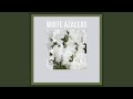 White Azaleas