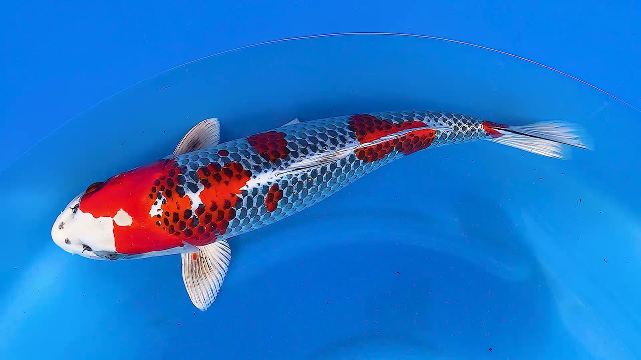 大得価，本物保証】 品評会に如何ですか！！ 緋写りSP1（丑蔵・・篠田