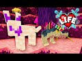 I found a RARE Crystal Wolf! | Minecraft X Life #25