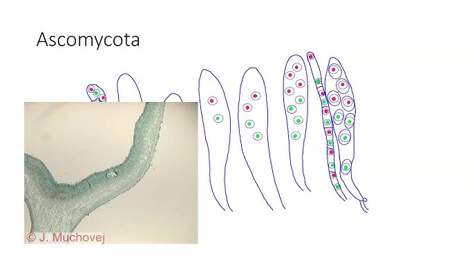 Spermatozoidli ayol mushukning fotosurati