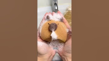 Thumbnail of Lotto washing guinea pigs. Daily records of which cute pet we draw today. Cute pets become sperm