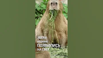 Семья капибар устроила пикник в Московском зоопарке - траву уплетают за обе щёки