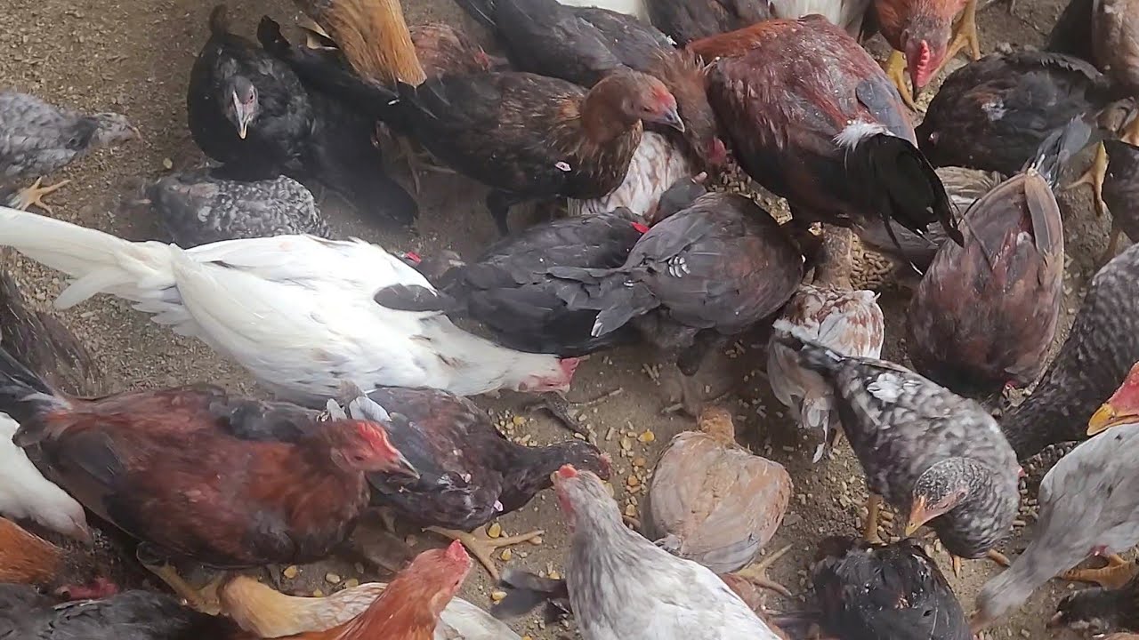 Enseñando La Polleria Muchos Pollos en Desarollo