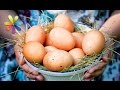 Как выбрать домашние яйца к Пасхе? – Все буде добре. Выпуск 795 от 20.04.16