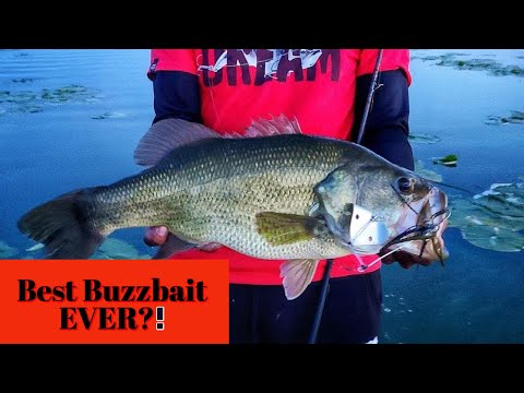 My FAVORITE Buzzbait NEW Megabass Jamaican Boa Buzzbait and New Personal  Best! 