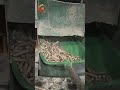 Biomass Pellet Machine Working Test | Sawdust to High Density Wood Pellets