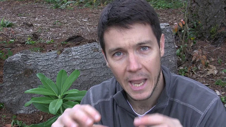 Overwintering Rooted Cuttings of Hydrangea (Part 1...