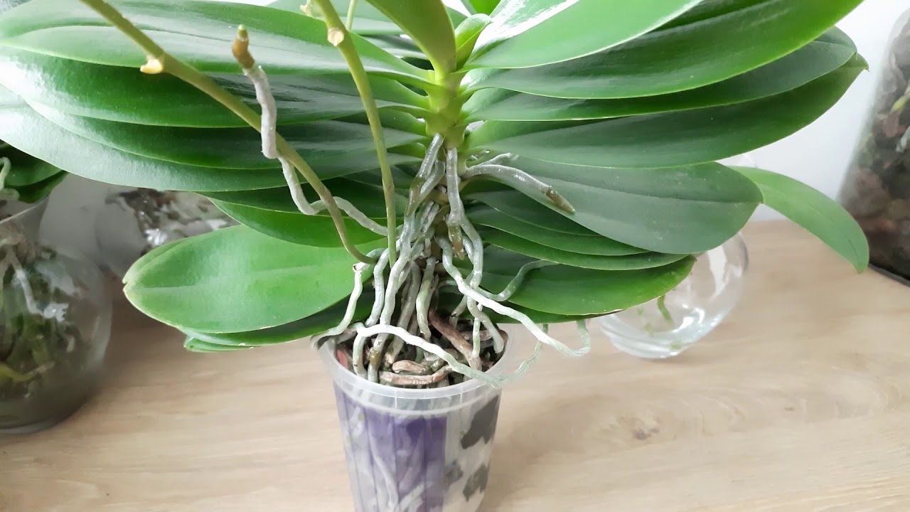 Вирощування і догляд за орхідеями без грунту