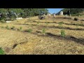 Grow Marijuana: Treat a Gopher to Lunch!