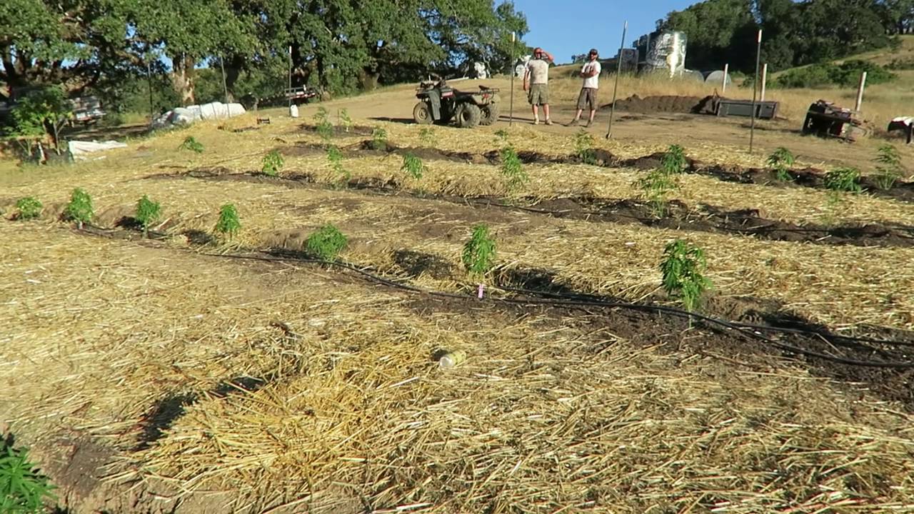 Grow Marijuana: Treat a Gopher to Lunch!