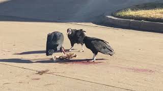 Vultures in the city
