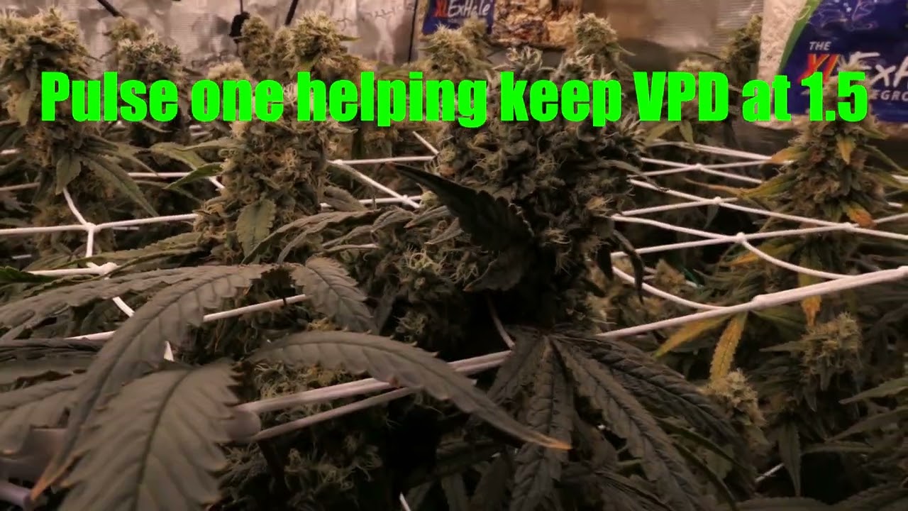 Recirculating Deep Water Culture Round 1 Now Rinsing!