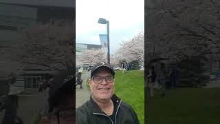 Cherry Blossoms 🌸 in Bloom #cherry #blossom #bloom