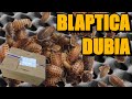 Kolonija dubiasve ta trebate znati  unboxing