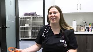 Whyy Summer Journalists Canadian Wildfires And Effects On Pets