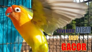 PAGI HARI! LOVEBIRD CARI LAWAN 100% AMPUH JADIKAN LOVEBIRDMU NYAUT GACOR NGETIK NGEKEK