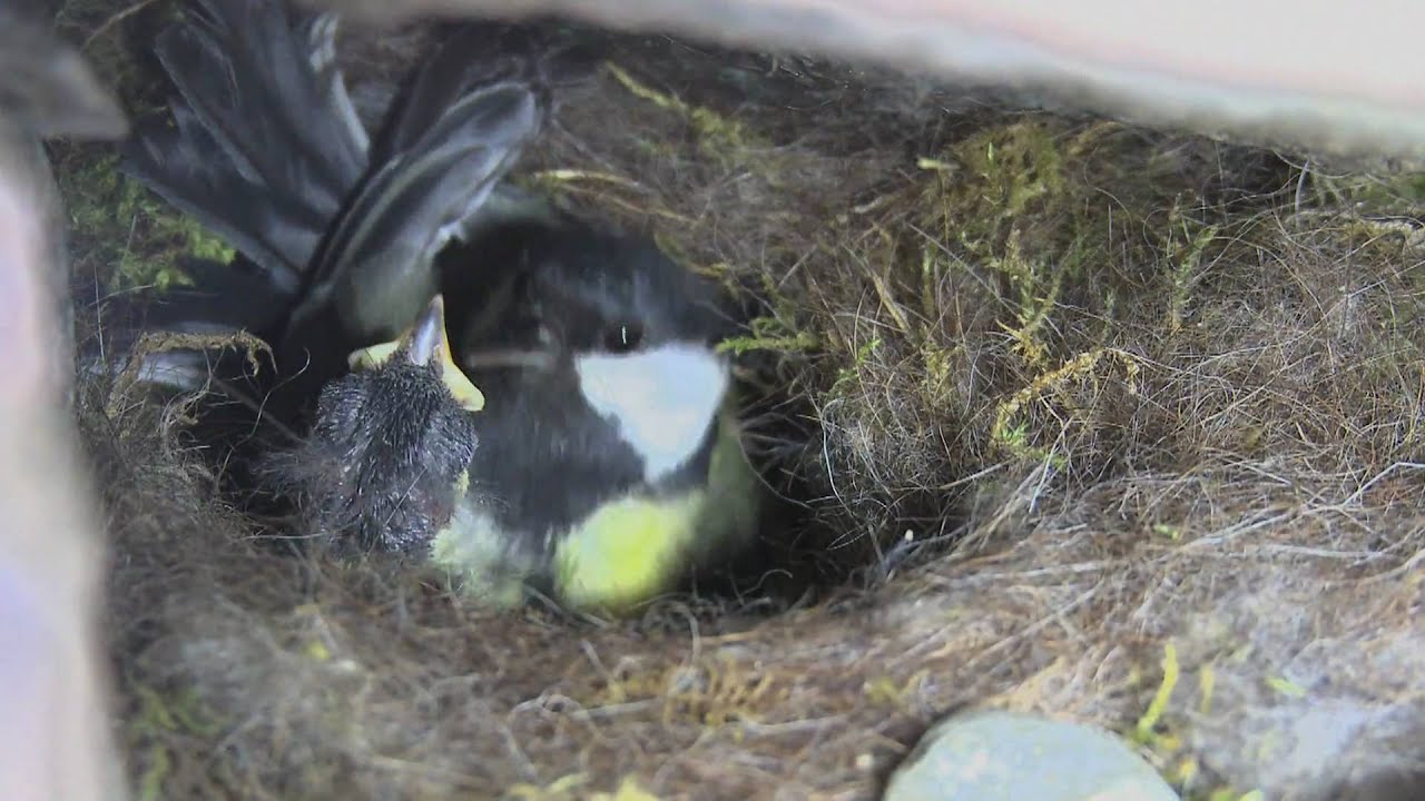 Osterhäschen Im Nest — Rezepte Suchen