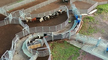 Auto Drafting Cattle with the Taurus HD3 Cattle Crush
