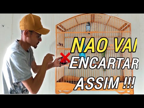 Vídeo: Como você joga ecarte?