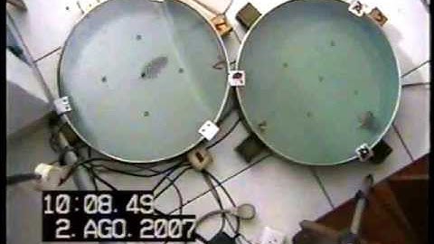 Spontaneous locomotor activity of p35 KO and WT mice in an Open Field Paradigm