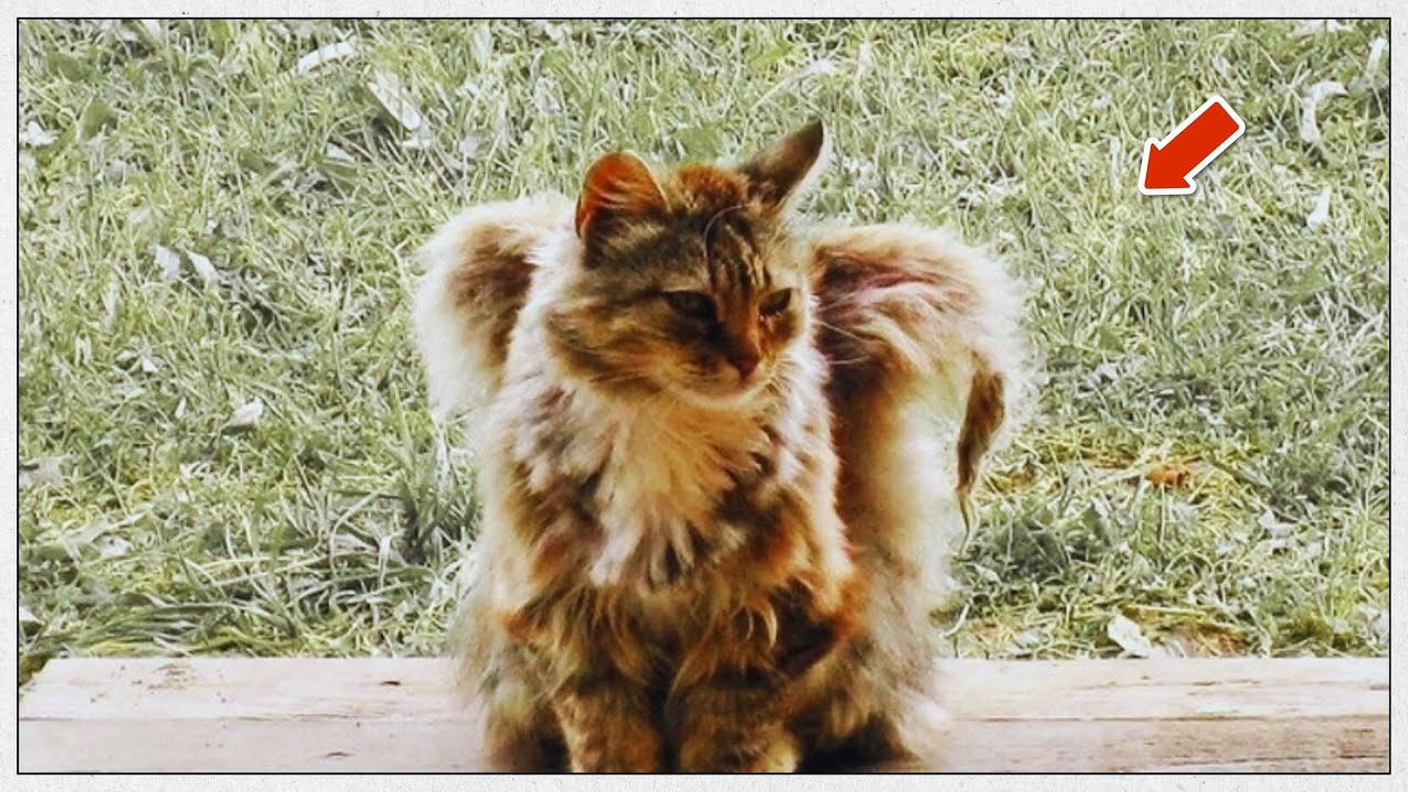Winged Cats The Mysteries Behind These Rare Feline Angels