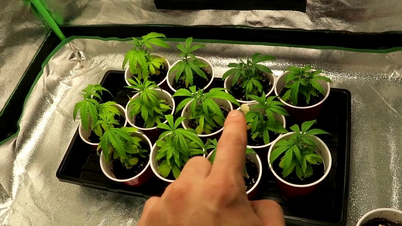 OGeez: Mars-Hydro Budget-Light Clone Update